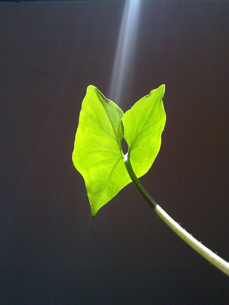leaf, light, green, ray of light, sun, plant, ray of sunshine