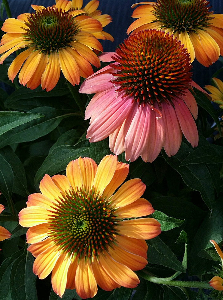 echinacea, coneflower, 오렌지, 핑크, 보라색, 여름, 꽃