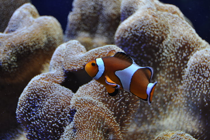 Clown fish, Nemo, zemūdens pasaule, rifa, anemones