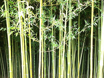 bambou, mur, vert, nature, plante, modèle, oriental