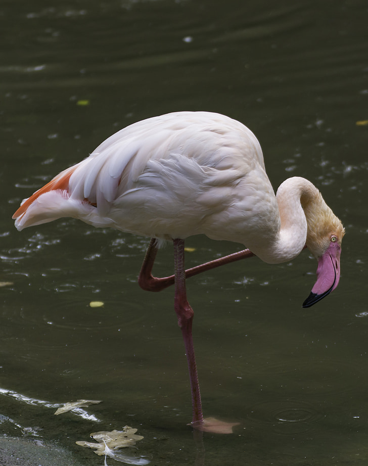 flamingo, bird, pink, bill, zoo, feather, water bird