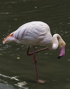 Flamingo, pássaro, -de-rosa, Bill, jardim zoológico, pena, ave aquática