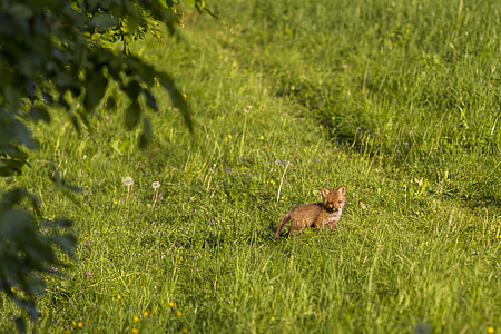 Fuchs, mladý fox, zvedavý, Fox šteňa