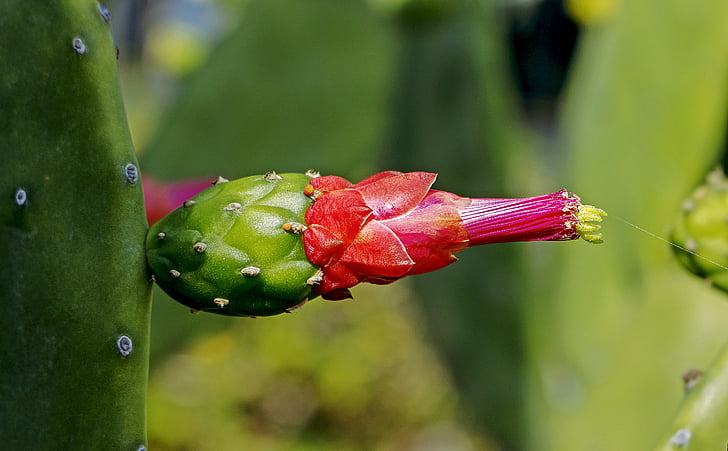 consolea moniliformis, kaktus, květ, kvetoucí kaktus, botanika, Příroda, Krása v přírodě
