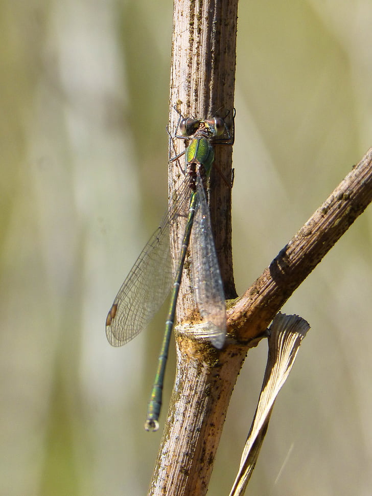 dragonfly, green dragonfly, rosemary, winged insect, calopteryx xanthostoma