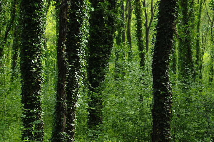 Амбър, дървен материал, гора, листа, Грийн, природата, зелени листа