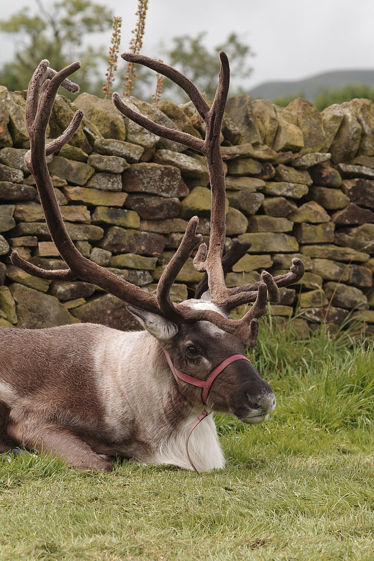 reindeer, antlers, herd, deer, nature, wildlife, stag