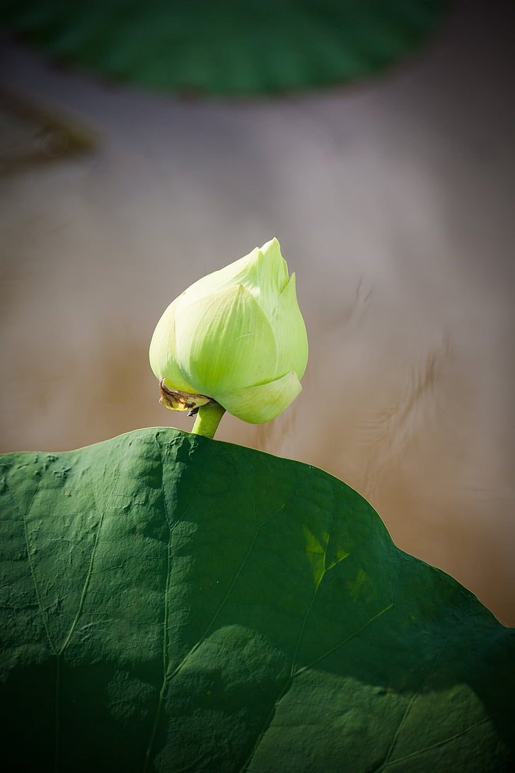 Lotus, Vietnam, foglia di loto, fiore, Vietnamita, loto ninfea, natura