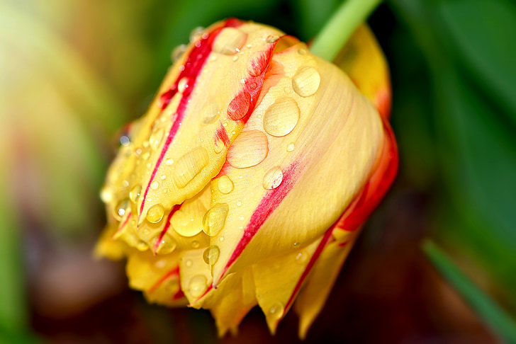 Tulipa, flor, jardim, flor, flor, vermelho amarelo, planta