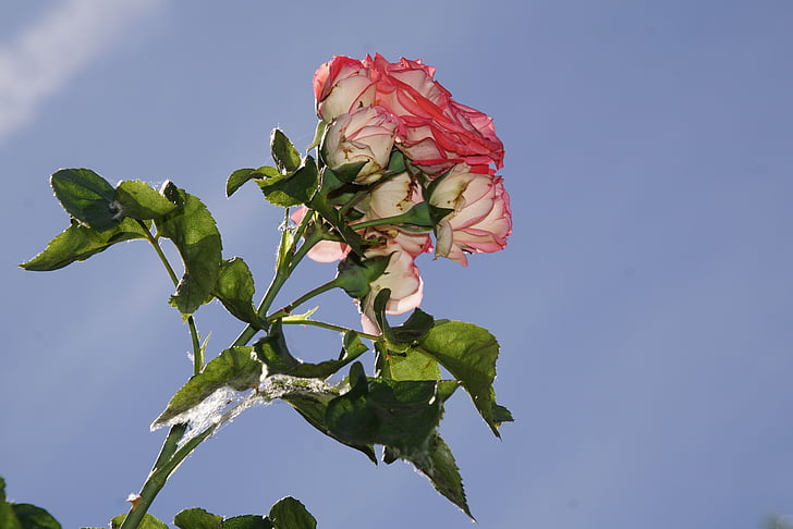 τριαντάφυλλο, άνθος, άνθιση, Κλείστε, αρχαιότητα, Rosaceae, κόκκινο