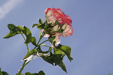 τριαντάφυλλο, άνθος, άνθιση, Κλείστε, αρχαιότητα, Rosaceae, κόκκινο
