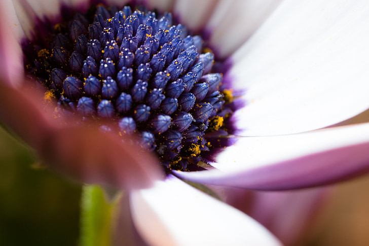 macro, Osteospermum ecklonis, cesta de cabo, Margarita de Bornholm, flor de color blanco, azul, violeta