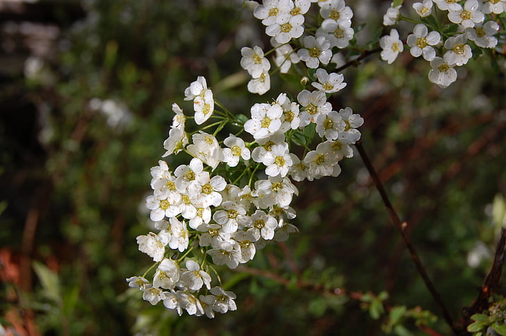 flowers, white, spring, flower, white flowers, white splendour, plant