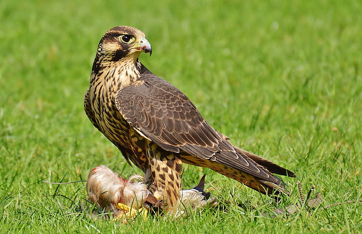 Falcon, vyhľadať Wildpark poing, korisť, prístup, Raptor, divoké zviera, pierko