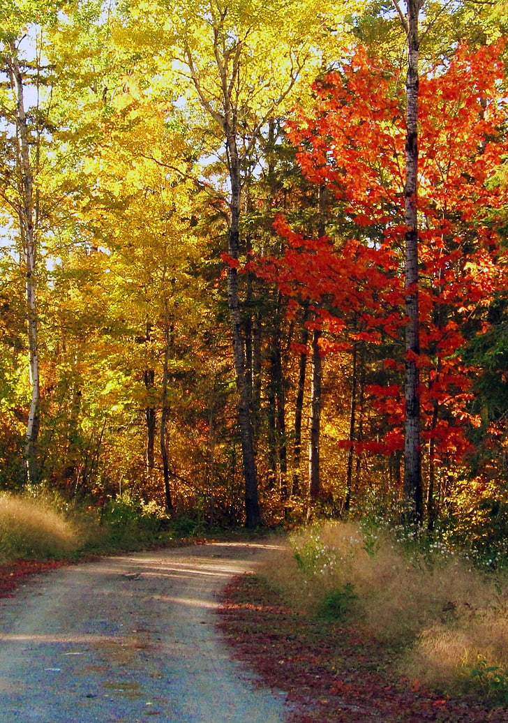 rudens ceļš, kritums, atstāj, meža, daba, ainava, sezonas