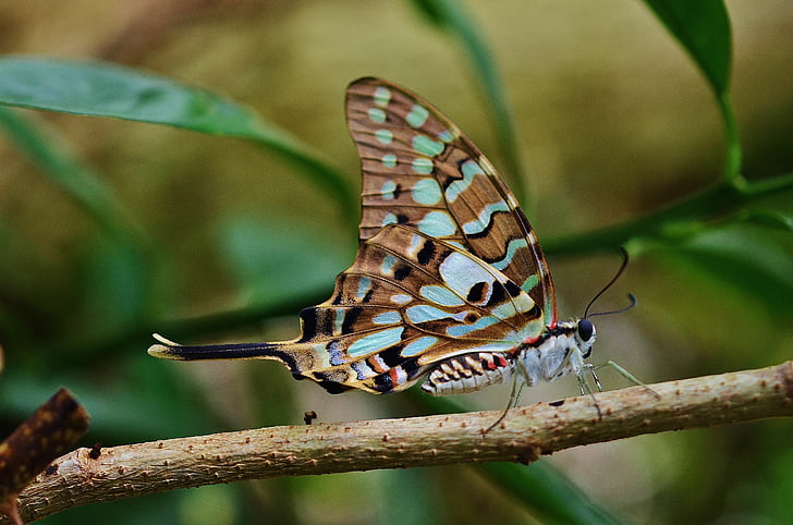 bướm, côn trùng, đầy màu sắc, động vật, Thiên nhiên, động vật hoang dã, màu xanh lá cây