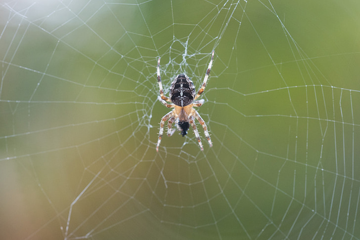 Cross spider, fiber, makro, naturlige