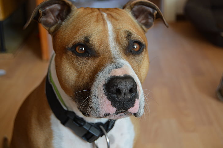 chien, américain, American staffordshire terrier, Pitbull, staffordshire americain, visage