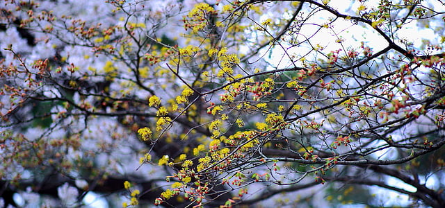 cabang, Close-up, kedalaman lapangan, di luar rumah, pohon, alam, cabang