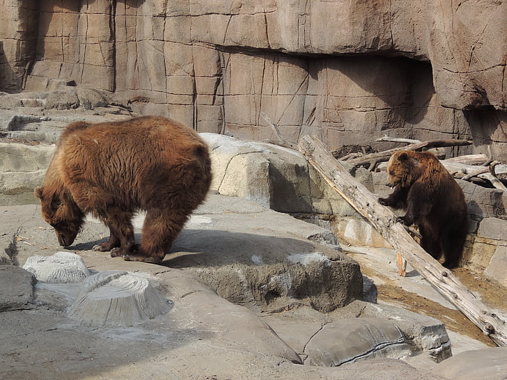 beruang cokelat Alaska, beruang cokelat, beruang, kebun binatang, hewan, satwa liar, hewan