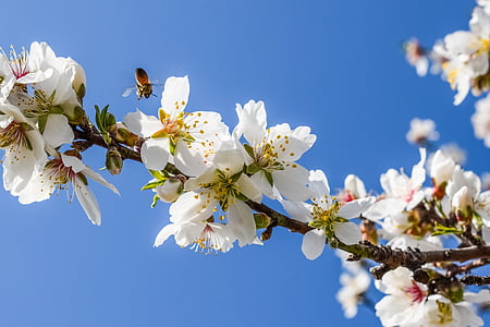 pohon almond, bunga, lebah, almond, alam, cabang, Blossom