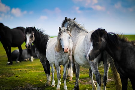 animals, equine, farm, field, grass, horse, livestock