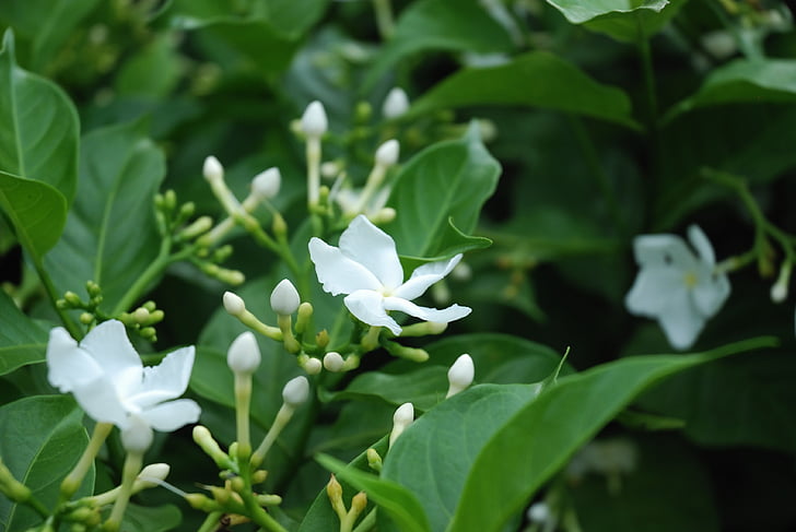цветок, Белый, Уайлдфлауэр, Белый цветок, макрос, Природа, Кактус