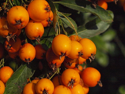 Haw, gyümölcs, gyümölcsök, bogyók, Sorbus, narancs, Sorbus aria