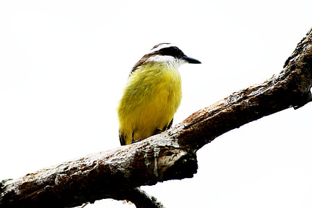 Ray, uccello, Brasileira, bene-si-sega, fauna brasiliana, uccello tropicale, uccello brasiliano