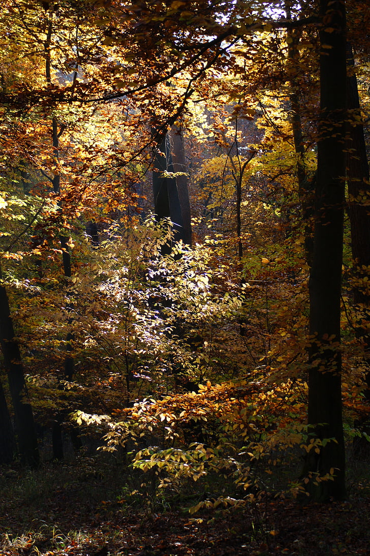 rudens, meža, koki, prom, daba, atstāj, rudens krāsu
