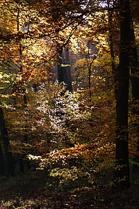 το φθινόπωρο, δάσος, δέντρα, μακριά, φύση, φύλλα, χρώμα πτώσης