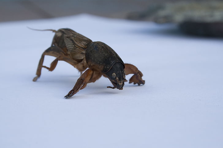 medvedka, insect, pest, kapustyanka