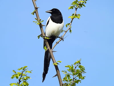 birds, magpie, white, black, tree