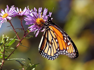 butterfly, butterflies, monarch, insect, insects, bug, bugs