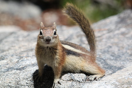 esquirol, natura, Colorado, rosegador, animal, mamífer, vida silvestre