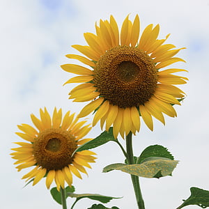 bunga matahari, bunga musim panas, bunga