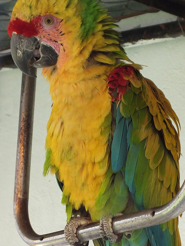 Macaw, gul, grön, djur, Ave, naturen