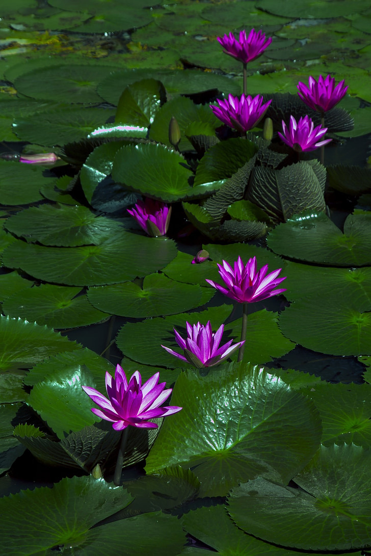 Lotus flower, Vesiroos, taim, vee, õie, eksootiline, õitsev