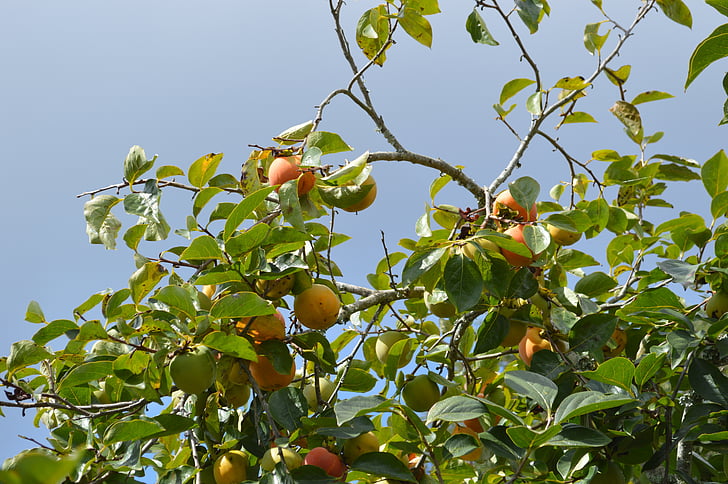 persikor, frukt, fruktträd, frukter, friska, vitaminer, Tropical