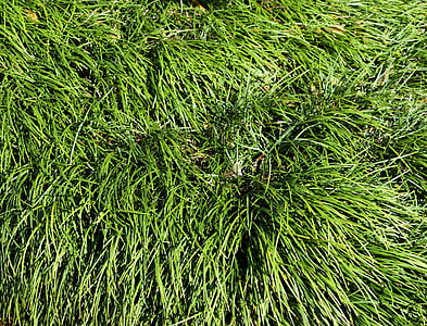 herba ornamental, fons, teló de fons, natura, herba, decoració, planta