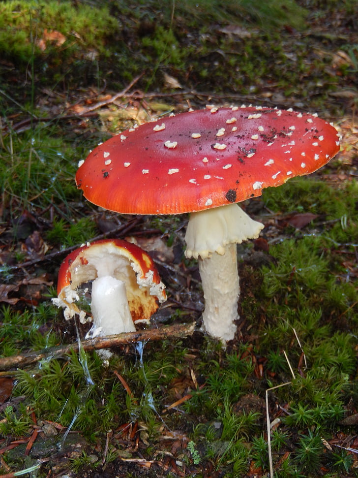mushrooms, poisonous mushroom, amanita kills fly, autumn, fungus, nature, forest