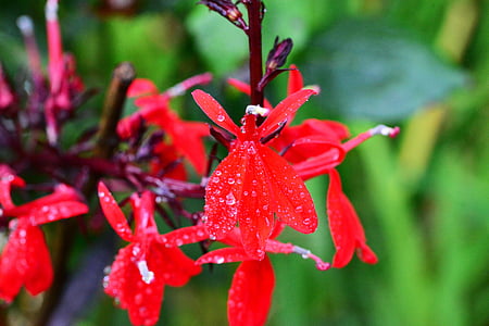 Lobelia, trvalky, Královna Viktorie, červená, květ, světlé, zahrada