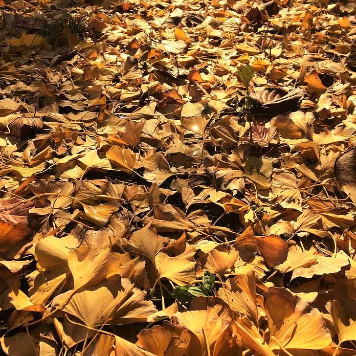 opadłych liści, Żółte liście, drzewa Gingko, Miłorząb dwuklapowy, Huang, światło, podświetlenie