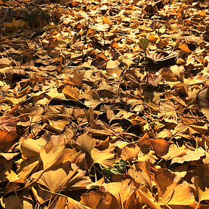 feuilles tombées, feuilles jaunes, arbre de Ginkgo, arbre du maidenhair, Huang, lumière, rétro-éclairage