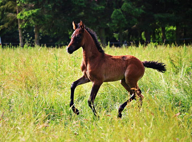 hevonen, varsa, ruskea multaa, täysiverinen arabian, niitty, laukkaa, laidun