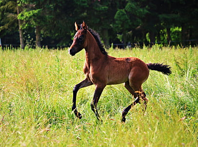 horse, foal, brown mold, thoroughbred arabian, meadow, gallop, pasture