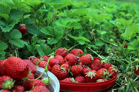 strawberries, ekoodlade, midsummer, fruit, freshness, food, red