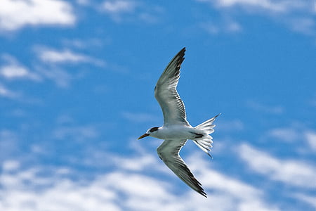 bird, common tern, flight, sky, widi islands, halmahera, indonesia