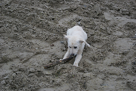Labrador, Welpe, weiß, Hund