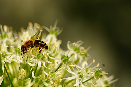 abella, flor, flor, espolseu, pol·linització, insecte, nèctar
